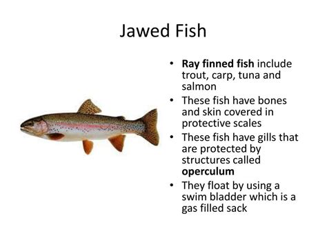 jawed fish|Jawed Fish .